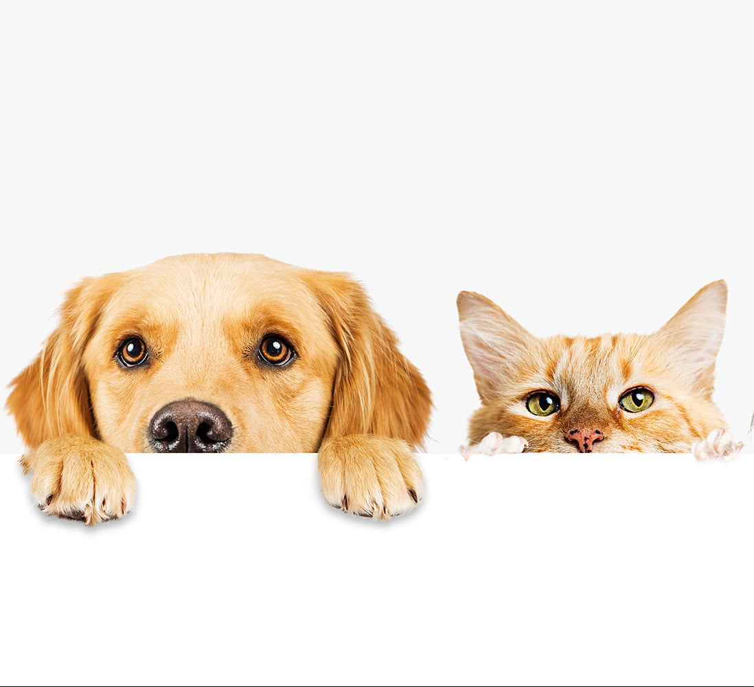 Home Page Banner Image